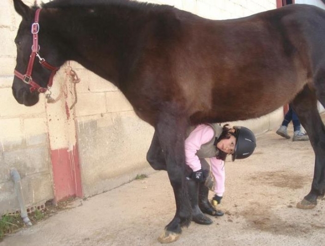  prenditi cura del tuo cavallo 